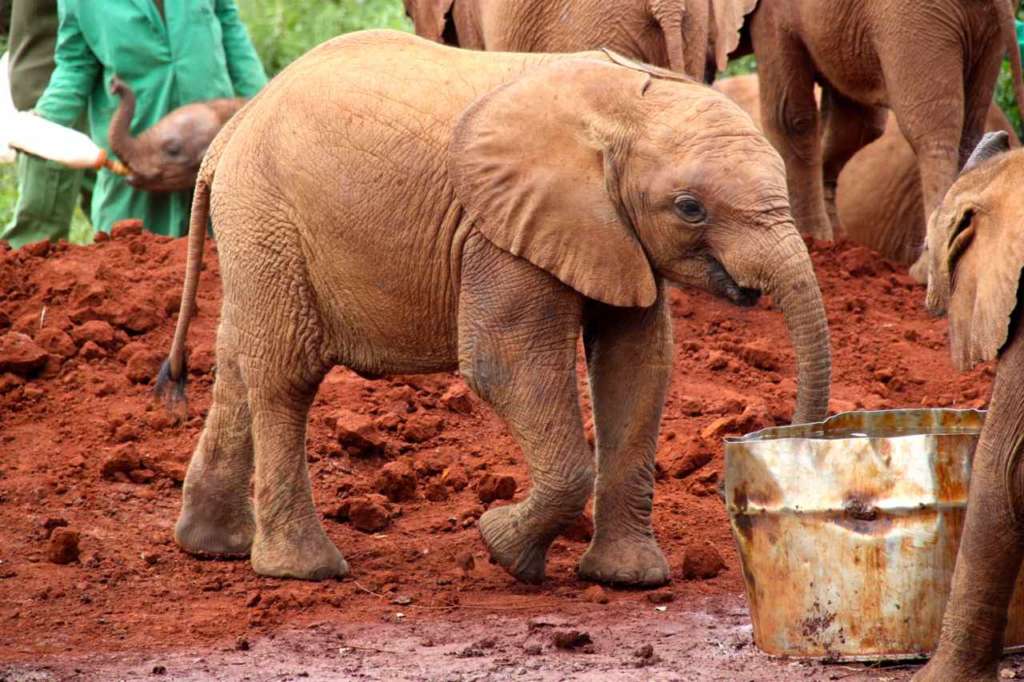 Orfanato de Elefantes de David Sheldrick en Nairobi (Kenia)