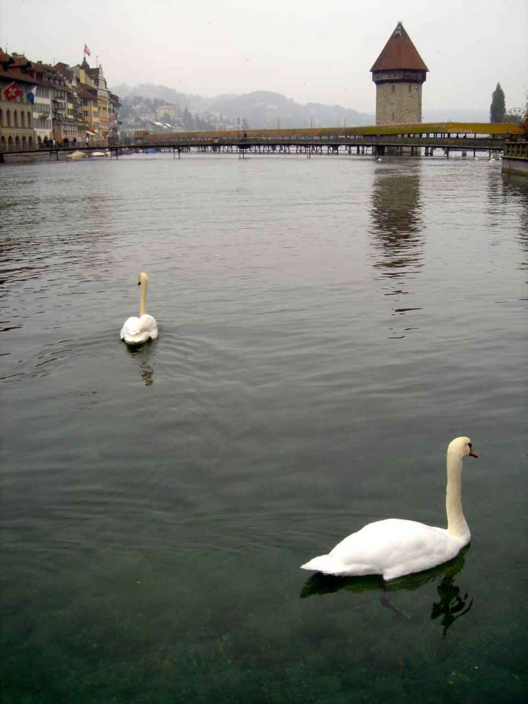 Cisnes con el puente de Berna al fondo, Suiza. 10 curiosidades sobre Suiza.