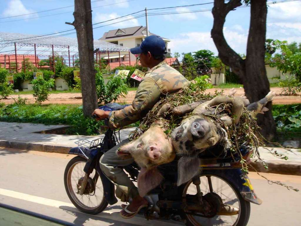 Vietnamita llevando dos cerdos en su motocicleta. 10 curiosidades sobre Vietnam.