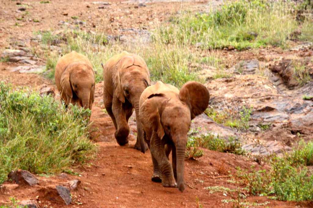 Orfanato de Elefantes de David Sheldrick en Nairobi (Kenia)